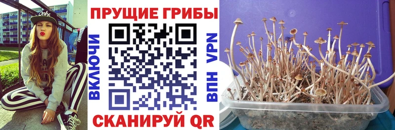 Псилоцибиновые грибы ЛСД  Фатеж 